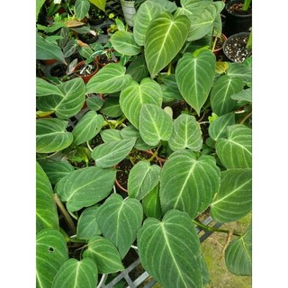 Cây trầu bà Melano - Philodendron Melano