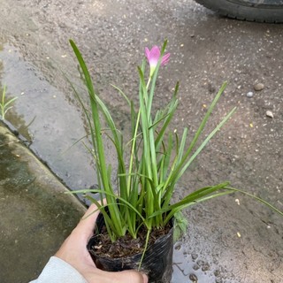 Cây tóc tiên trồng bịch đen thích hợp trồng ban công ,trang trí hàng rào lối đi