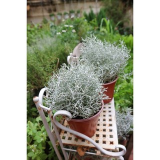 Cây silver bush gạc nai bạc