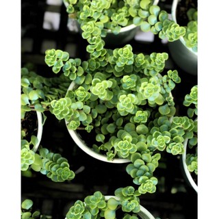 Sen đá sedum vảy cá size trung