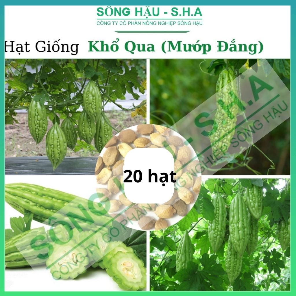 Hạt giống khổ qua, mướp đắng xanh Trang Nông 20 hạt, cao sản nhiều trái thanh nhiệt kháng sâu bệnh