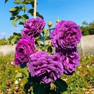 Hoa hồng Minerva Rose - hoa chùm, hoa thơm, màu tím đẹp