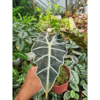 Cây môn quan âm (Alocasia Polly)