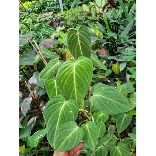 Cây trầu bà Melano - Philodendron Melano