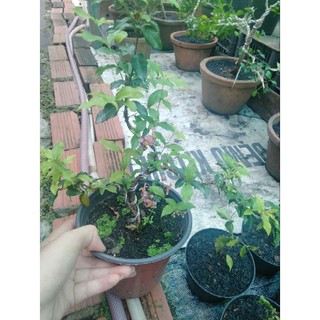 Cây hồng ngọc mai bonsai, mini siêu dễ thương(cây ăn trái)