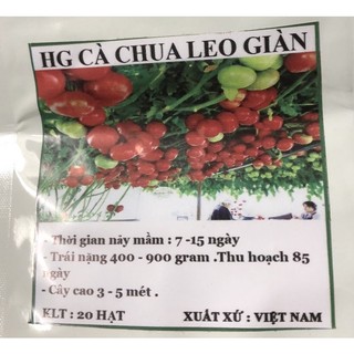 Hạt giống Cà chua Bạch Tuộc - Cà chua leo giàn ☘️