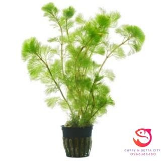 Rong la hán trang trí bể thuỷ sinh