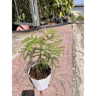 Cây Tùng Bách Tán để trưng bàn