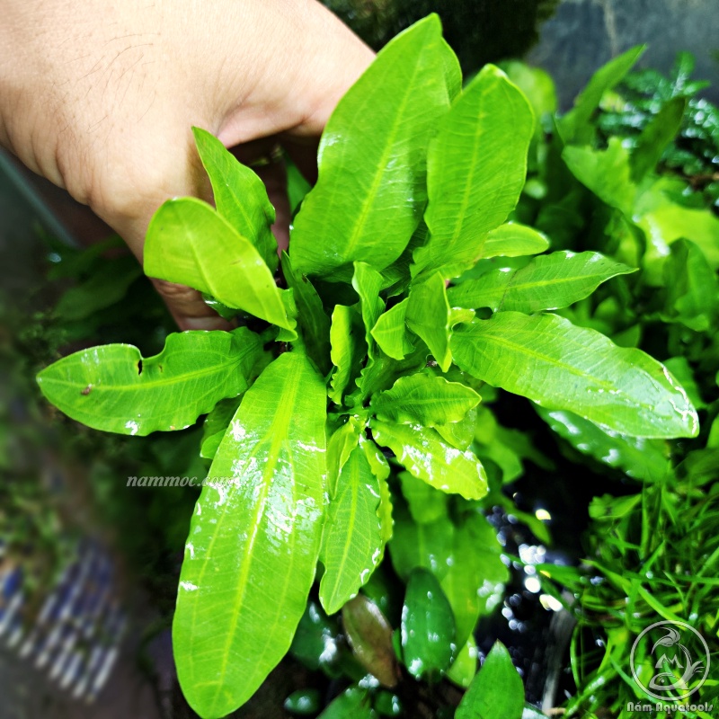 Cây Trầu Hoàng Quân | Cây Thuỷ Sinh Dễ Trồng, Không Cần CO2