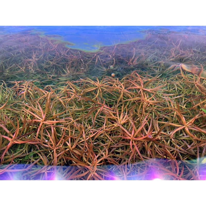 Đèn led thuỷ sinh 3in1 RGB&W - 4in1 WRGB