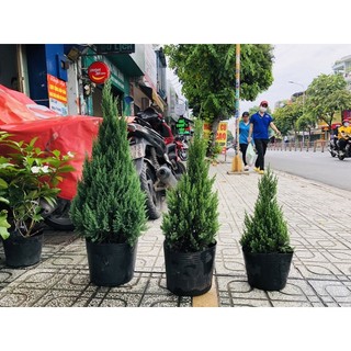 Cây Thông Noel, Tùng Noel trang trí Giáng Sinh siêu bền, decor siêu hot, cây Sơn Tùng