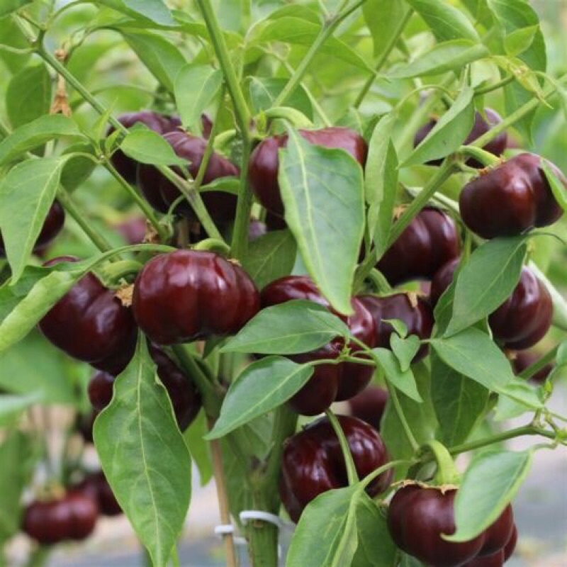 Hạt giống ớt bí ngô Chocolate F1
