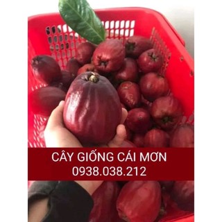Cây giống điều đỏ miền tây / mận hoa đỏ