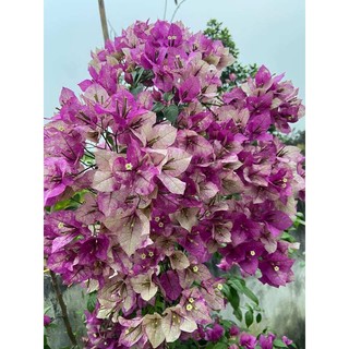 [Hoả tốc HCM] Chậu cây Bông giấy tím tuyết dáng tree