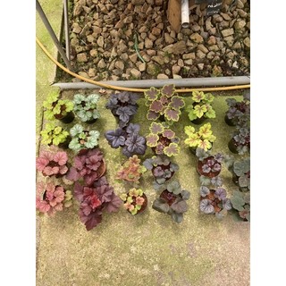 Chậu chuông san hô- Heuchera, cây lá màu, rực rỡ đủ sắc màu