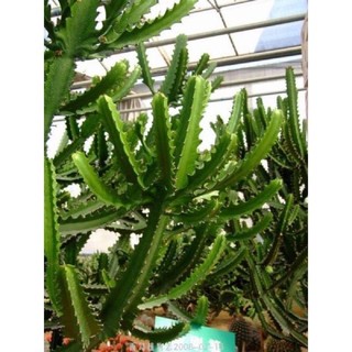 Cây xương rồng ba cạnh trồng làm cảnh