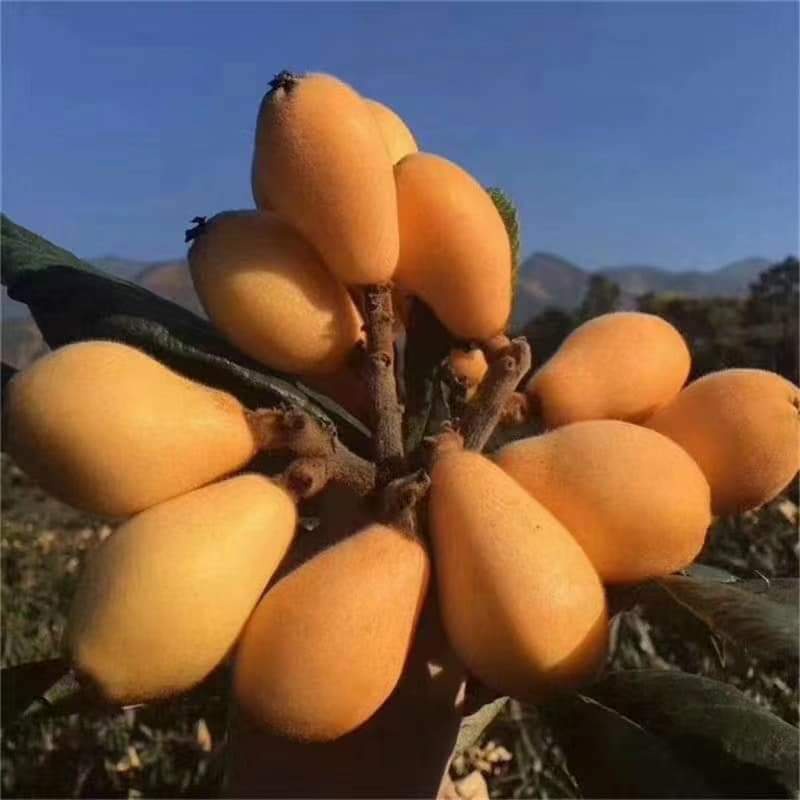 CÂY GIỐNG BIWA GIỐNG ĐẶC BIỆT