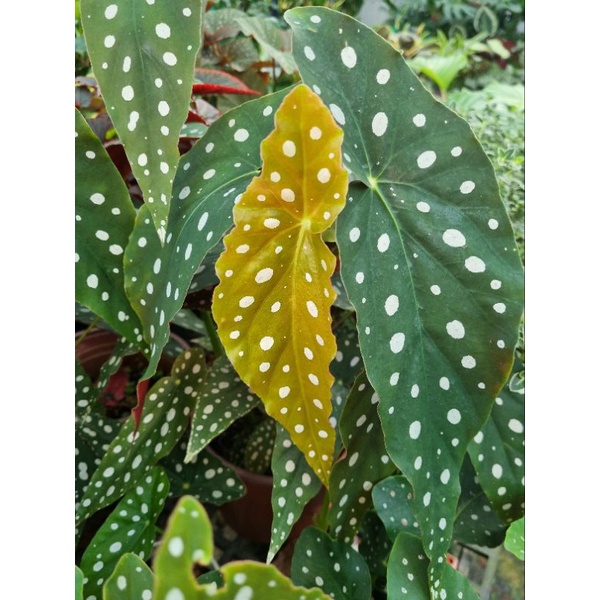 Hải đường chấm bi (Begonia Maculata)