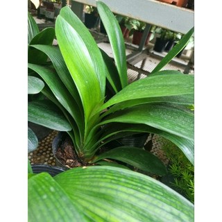 Cây lan quân tử (Clivia nobilis)