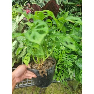 Cây Monstera adansonii - Trầu bà lổ
