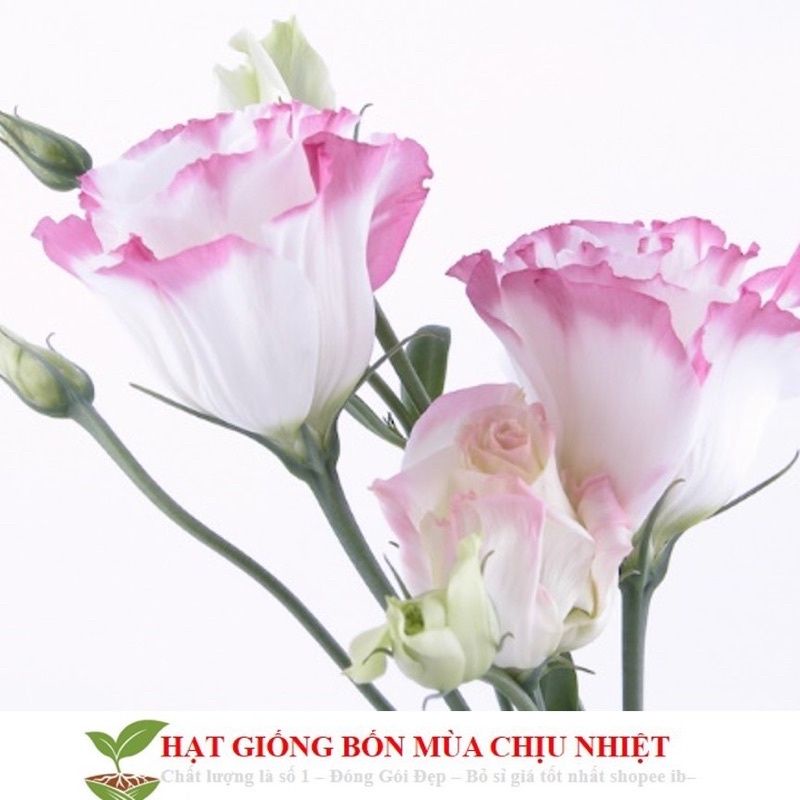 Hạt giống hoa cát tường HOA TẾT