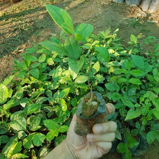 5 cây cát sâm giống