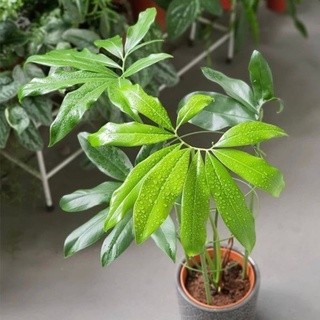 chậu philodendron geoldii