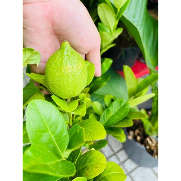 Cây CHANH MỸ, Chanh Quảng Đông TRÁI VÀNG gốc to khoẻ