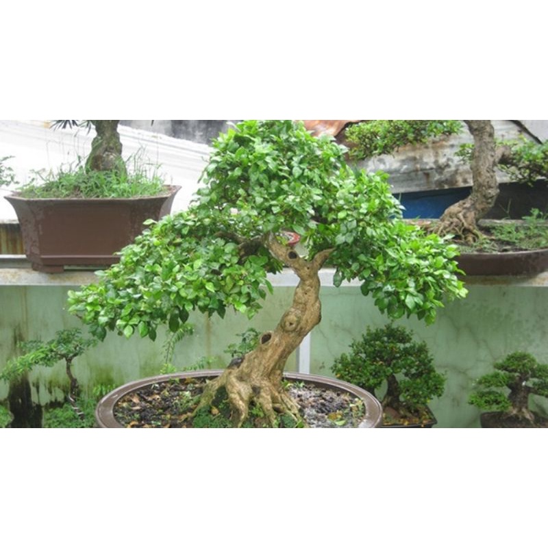 hạt giống Cây cảnh bonsai nguyệt quế SHOP MỚI KHYẾN MẠI GIÁNG SINH