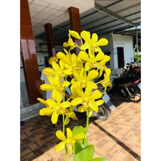 Hoa lan vàng đại lộc