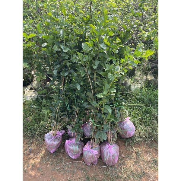 Cây nhài ba lá nhài 3 lá hoa kép size to