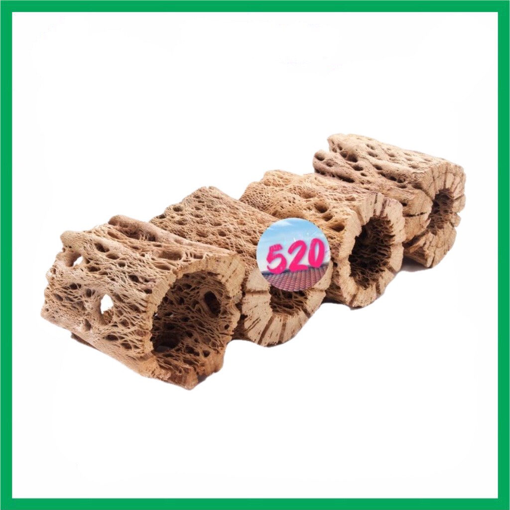 Lũa Cholla Teddy Bear loại cắt lát/ cắt khoanh/ cắt khúc