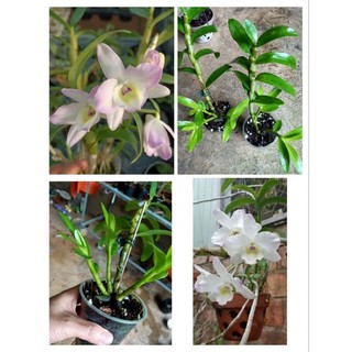 Cây giống Lan Đen Rô Xuân Trắng  -  Hồng