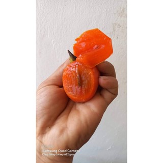 Cây Giống Hồng trứng đà Lạt ( Cây giống ghép trái sớm)