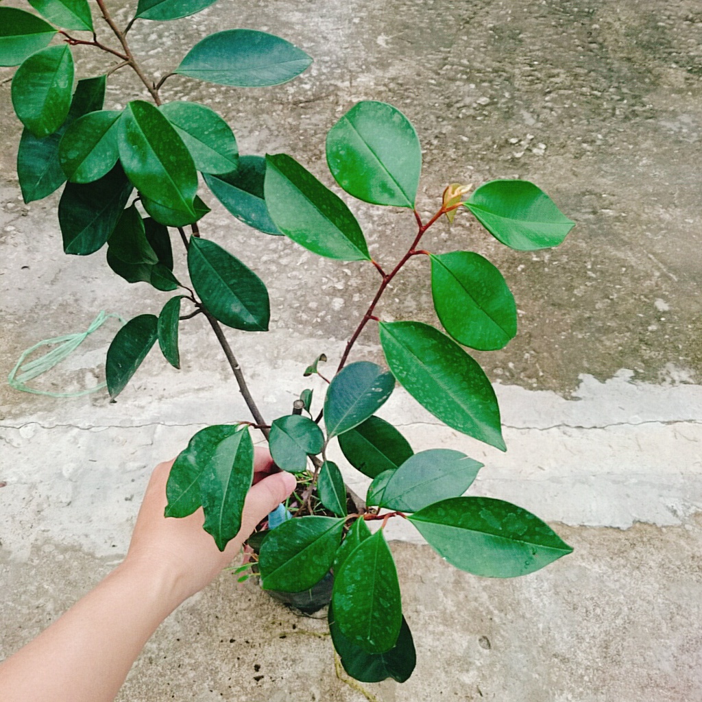 Cây vú sữa lò rèn - cây ăn quả