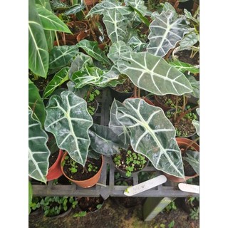 Cây môn quan âm (Alocasia Polly)