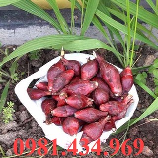Sâm đại hành giống củ tươi 100củ lz7 loại 01