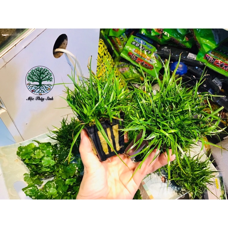 CÂY THUỶ SINH CỎ BẮP MỸ- TRỒNG TIỀN CẢNH, TRUNG CẢNH,HẬU CẢNH SIÊU ĐẸP CHO HỒ CÁ, HỒ THUỶ SINH
