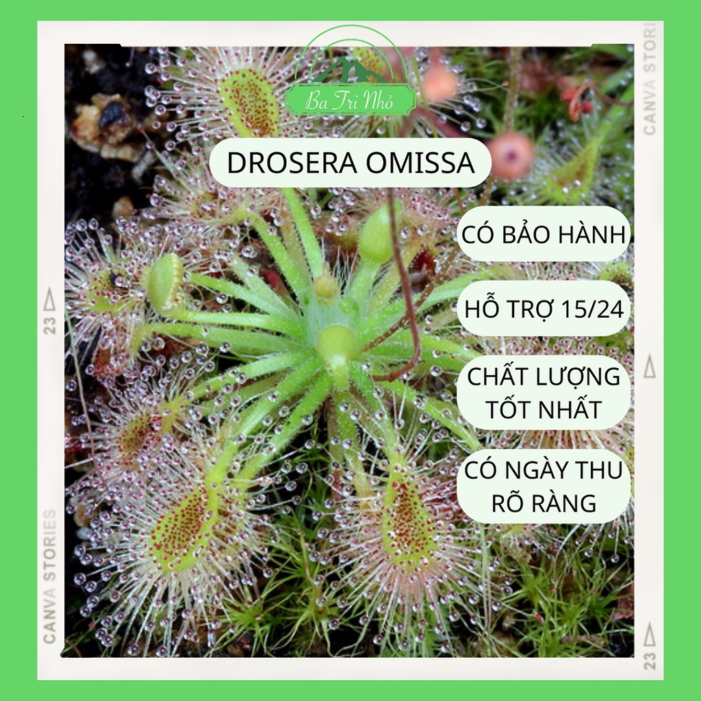 Hạt giống "mầm đông" cây ăn thịt bắt mồi gọng vó Drosera Omissa (nảy mầm chỉ sau 7-10 ngày) I Ba Tri Nhỏ