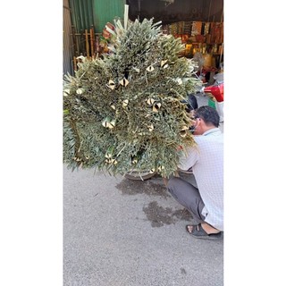 chổi cọ quét sân