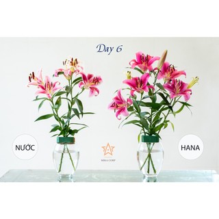 Nước dưỡng hoa Hana 100ml (Pha cho 1 lít nước)