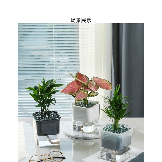 Chậu Cây Mini Trang Trí Bàn Làm Việc - Lọ Trồng Cây Thủy Sinh Tự Tưới Nước Mini Decor Bàn Học Bàn Làm Việc