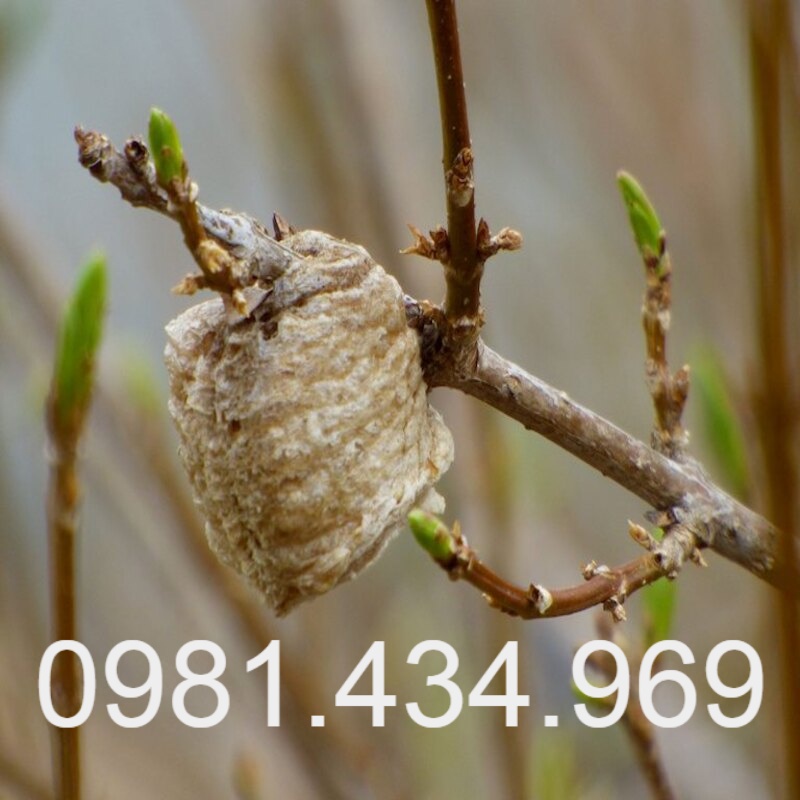 Tang Phiêu Tiêu  khô Mủ tai