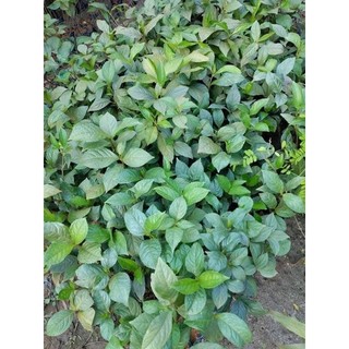 COMBO 5 CÂY XẠ ĐEN DƯỢC LIỆU