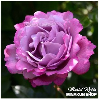 Hoa hồng Muriel Robin rose - hồng bụi