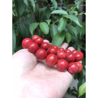 Vòng tay san hô đỏ 12ly