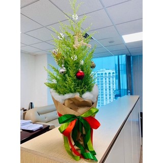 Cây tùng thơm,tùng giáng sinh, tùng Noel Đà Lạt [chậu nhựa]