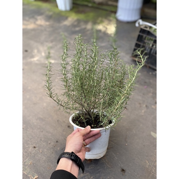 Chậu cứng Hương thảo - Rosemary