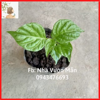 Cây Ớt Carolina Reaper Red