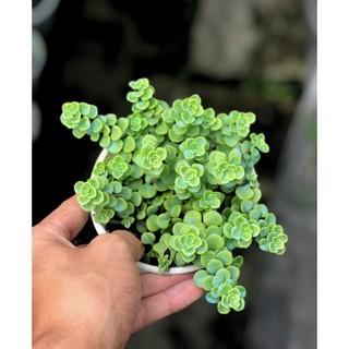 Sen đá sedum vảy cá size trung